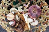 Russula madagassensis image