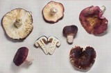 Russula madagassensis image