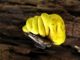 Entonaema liquescens image