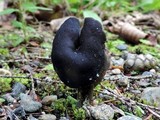 Helvella pezizoides image