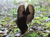 Helvella pezizoides image