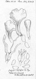 Guepinia helvelloides image