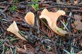 Guepinia helvelloides image