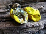 Entonaema liquescens image