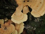 Bondarzewia berkeleyi image