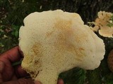 Bondarzewia berkeleyi image
