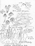 Mycena fuliginella image