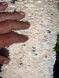 Trametes membranacea image