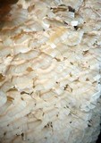 Trametes membranacea image