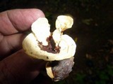 Earliella scabrosa image