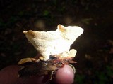 Earliella scabrosa image