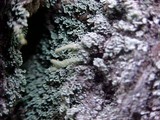 Cladonia squamosa image