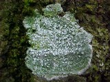 Pertusaria amara f. amara image