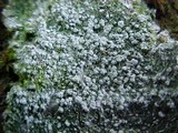 Pertusaria amara f. amara image