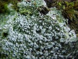 Pertusaria amara f. amara image