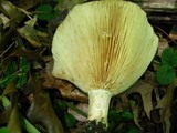 Lactarius psammicola image