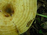 Lactarius psammicola image