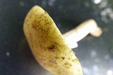 Amanita flavorubens image