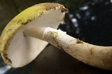 Amanita flavorubens image