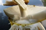 Amanita flavorubens image