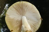 Amanita flavorubens image