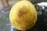 Amanita flavorubens image
