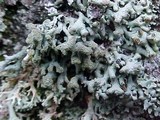 Hypogymnia tubulosa image