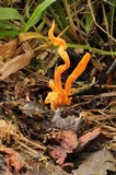 Clavulinopsis aurantiocinnabarina image