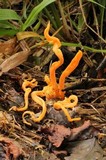 Clavulinopsis aurantiocinnabarina image