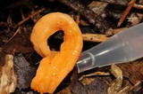 Clavulinopsis aurantiocinnabarina image