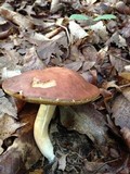 Xanthoconium purpureum image