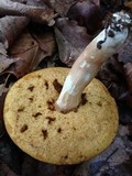 Xanthoconium purpureum image