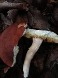 Xanthoconium purpureum image