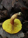 Phylloporus rhodoxanthus image