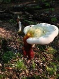 Ganoderma curtisii image