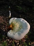 Ganoderma curtisii image
