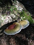 Ganoderma curtisii image