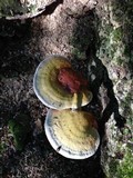 Ganoderma curtisii image