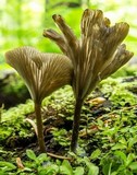 Arrhenia epichysium image