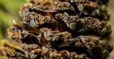 Pezizella alniella image