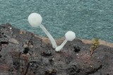 Hemimycena tortuosa image