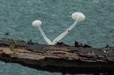 Hemimycena tortuosa image
