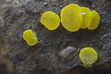 Bisporella sulfurina image