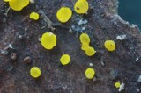 Bisporella sulfurina image