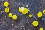 Bisporella sulfurina image