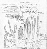 Hyphodermella corrugata image