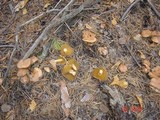 Suillus bovinus image