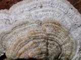 Trichaptum abietinum image