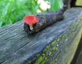 Sarcoscypha occidentalis image