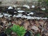Tyromyces chioneus image